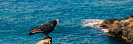 Coastal Perch: Pigeon Against Sea and Rock Backdrop by AVP Stock