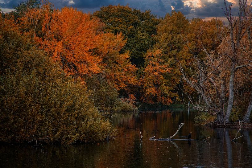 Autumn lake with cormorant by peterheinspictures