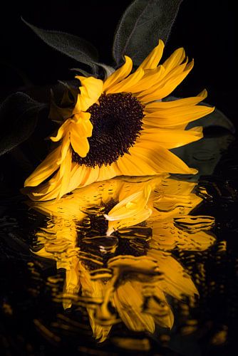 De gele zonnebloem met een verloren blaadje met druppel