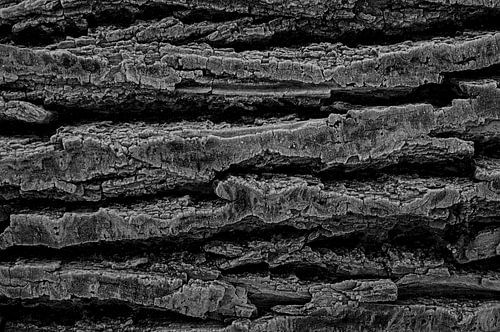 Boomstam van dichtbij met rijp en in zwartwit