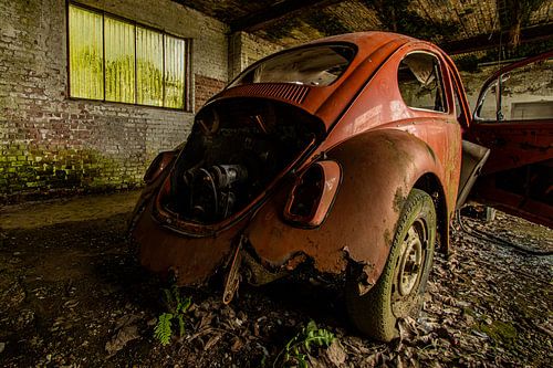 lost orange beetle back