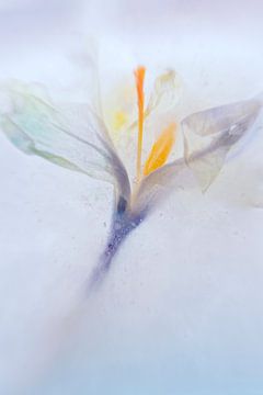 Crocus gelé sur Marja Lok