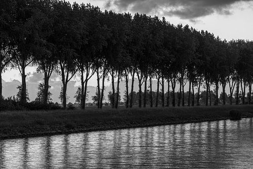 Le rythme de la rangée d'arbres... sur Eugene Winthagen