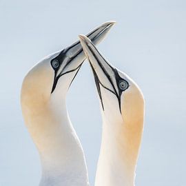 Une connexion élégante dans la nature