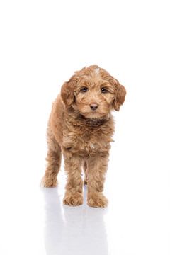 Fotografie hond/puppy wit met spiegelbeeld van Ellen Van Loon