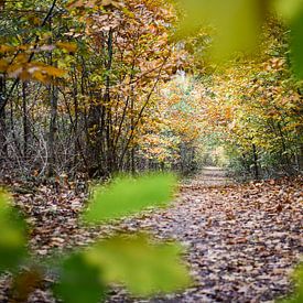 Een geframede herfstfoto met een bospad van Daphne Dorrestijn