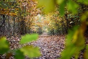 Een geframede herfstfoto met een bospad van Daphne Dorrestijn