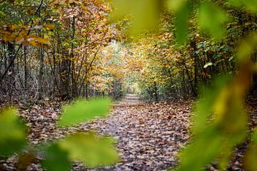 Een geframede herfstfoto met een bospad van Daphne Dorrestijn