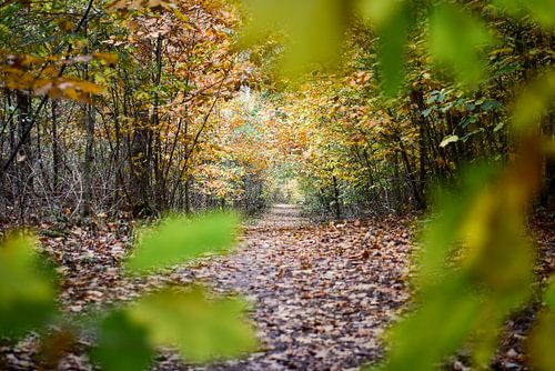 Une photo d'automne encadrée avec un chemin forestier