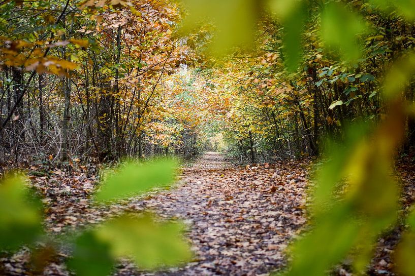 A framed fall photo with a forest path by Daphne Dorrestijn