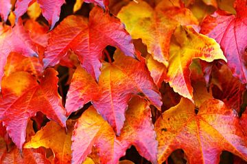 Feuilles de vigne en automne sur Ilo.Auge