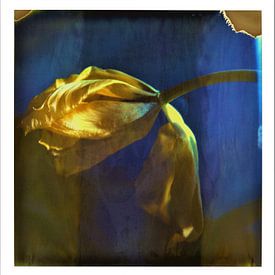 Yellow tulip on polaroid sur Lilian Wildeboer
