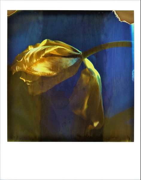 Yellow tulip on polaroid by Lilian Wildeboer