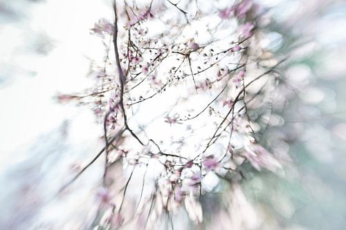 Fleurir dans le vent
