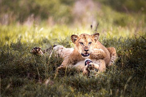 Spelende babyleeuwenwelp in Kenia