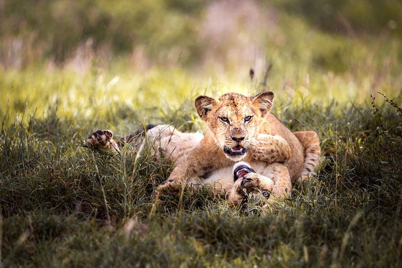 Löwenbabys, Löwe Junges beim Spielen im grünen Gras von Fotos by Jan Wehnert