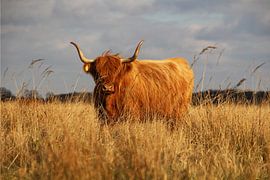 Scottish highlander by Dian Poppen