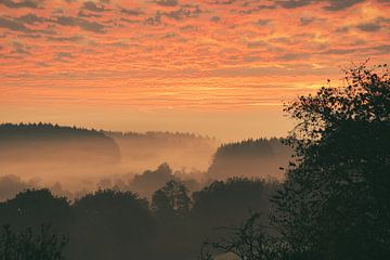 Bäume im Wald im Nebel zum Sonnenaufgang von Martin Köbsch