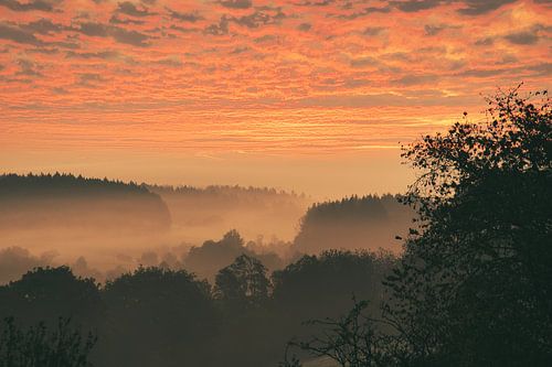 Bomen in het bos in de mist bij zonsopgang