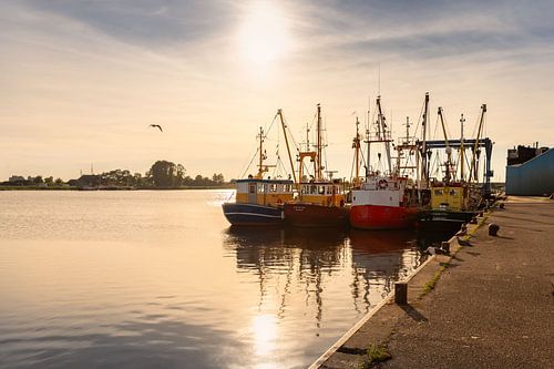 Zoutkamp fishing boats in port