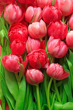 Prachtige tulpen van Anette Jäger