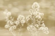 Fluff in Sepia. by Alie Ekkelenkamp thumbnail