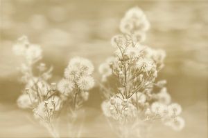 Pluisjes in Sepia. van Alie Ekkelenkamp