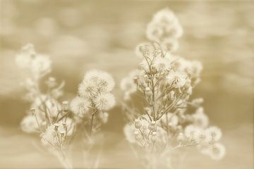 Le flocon de neige en sépia. sur Alie Ekkelenkamp