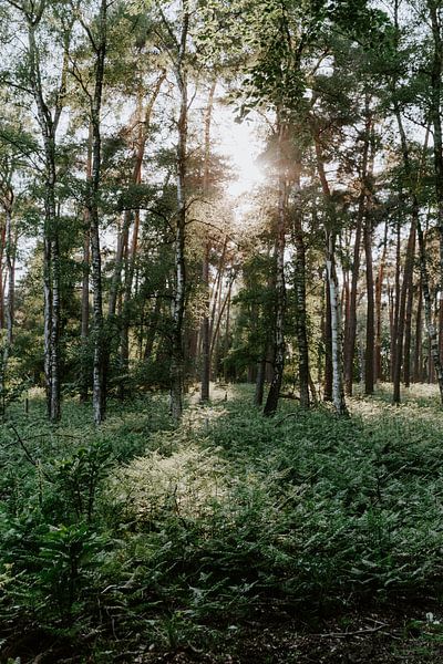 Posbank Arnhem | Netherlands | Botanical fine art prints | Nature photography by Alblasfotografie