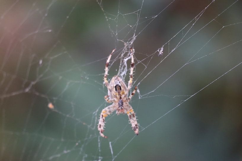 Spider by Marilla van der Knoop