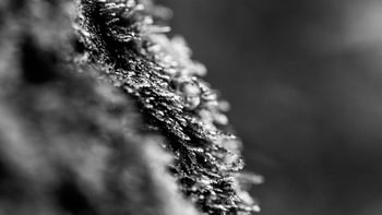 mousse en noir et blanc