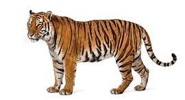 Bengal Tiger by Markus Gann