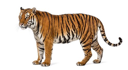 Bengal Tiger