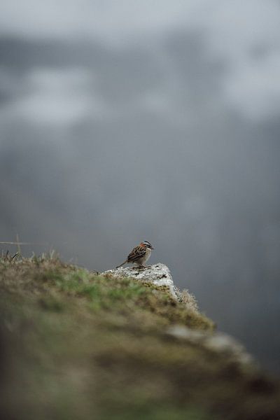 Vogelrijkdom bij Machu Picchu: Natuurlijke Pracht tussen de Ruïnes van Sharon Kastelijns