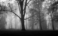 Misty Silhouettes Of Trees von William Mevissen Miniaturansicht
