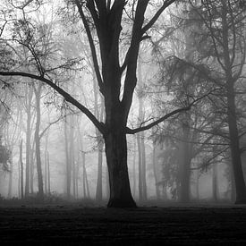 Misty Silhouettes Of Trees sur William Mevissen