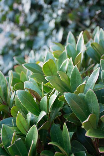 Laurierplant