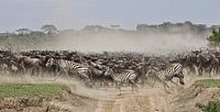 migratie van zebra's en gnoes van anja voorn thumbnail