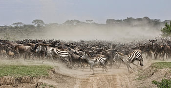 migratie van zebra's en gnoes