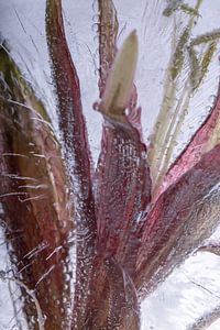 Amaryllis in Eis 3