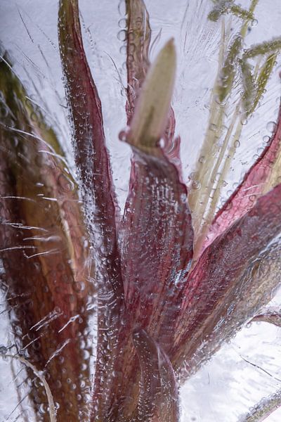 Amaryllis in ice 3 by Marc Heiligenstein