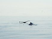 Bultrug walvis - Alaska  van Tonny Swinkels thumbnail