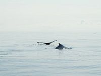 Bultrug walvis - Alaska 