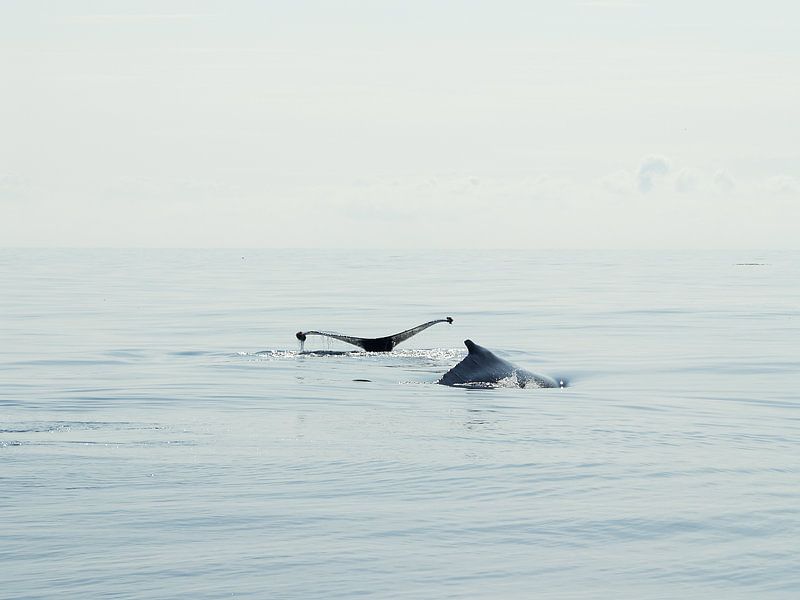 Bultrug walvis - Alaska  van Tonny Swinkels