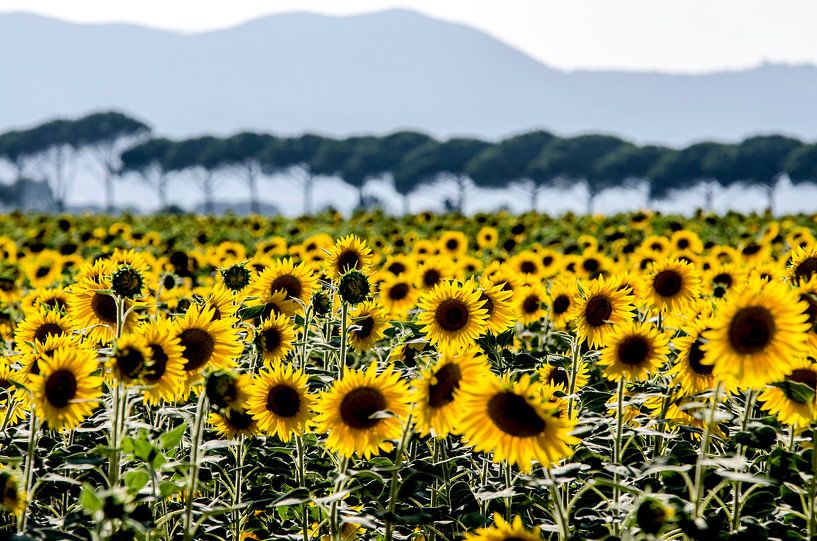 Zonnebloemen in Toscane by Rob Herstel