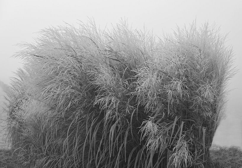 Gras in Schwarz und Weiß von Jose Lok