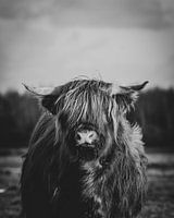 Close-up van een Schotse Hooglander Koe in Nederlandse weide in zwart-wit