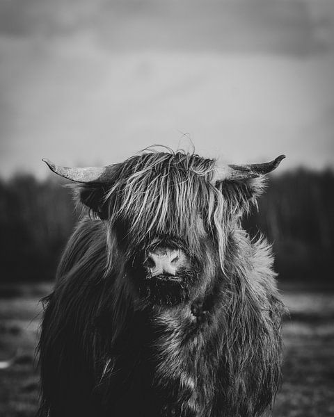 Nahaufnahme einer schottischen Highlander-Kuh auf einer niederländischen Wiese in Schwarz-Weiß von Maarten Oerlemans
