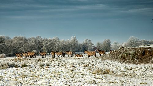 Chevaux Konik au Mansion Ennemaborgh