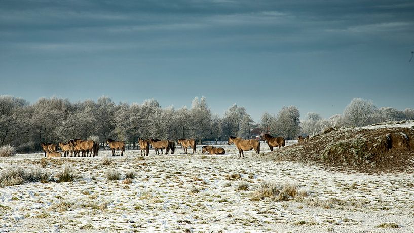 Konikspaarden op Landgoed Ennemaborgh Midwolda van Jan Sportel Photography